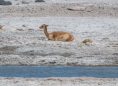 Vicuñas an der Laguna Blanca