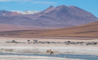 Vicuñas an der Laguna Blanca