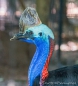 Casuario Comun - Southern Cassowary