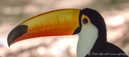 Tucan