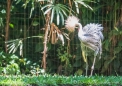 Grey-Crowned Crane - Heller Kronen-Kranich - kommt eigentlich nur in Afrika vor
