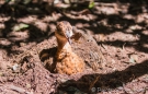 Macuco - Solitary Tinamou - Grausteiß-Tinamu