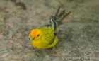 Canario Coronado - Saffron-Finch - Safran-Fink