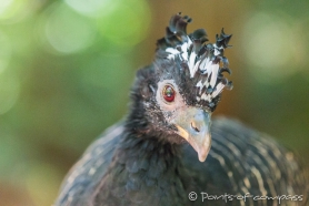 Muitú - Bare-faced Curassow - Nacktgesicht-Hokko