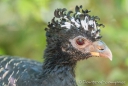 Muitú - Bare-faced Curassow - Nacktgesicht-Hokko