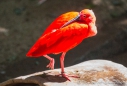Corocoro Rojo - Scarlet Ibis - roter Ibis