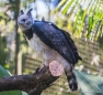 Aguila arpia - Harpy Eagle - Harpie