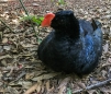 Pajuí Menor - Razor-billed Curassow - Amazonas-Hokko