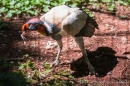 Cóndor Real - King Vulture - Königsgeier