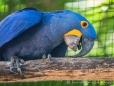 Guacamayo Azul - Hyacinth Macaw - Hyazinth-Ara