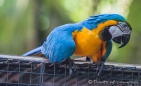 Guacamayo Azul y Amarillo - Blue and yellow Macaw - blau gelber Ara