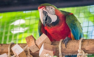 Guacamayo Rojo - Red and green Macaw - Grünflügel-Ara