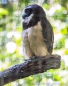 Murucututu - Buhu de anteojos - Spectacled Owl - Brilleneule