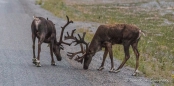 Zwei Caribous beim Frühstück