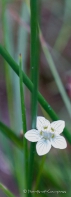 Marsh Grass-of-Parnassus - Sumpfherzblatt