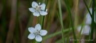 Marsh Grass-of-Parnassus - Sumpfherzblatt