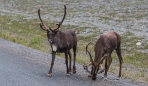 Zwei Caribous beim Frühstück