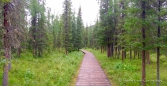 der Weg zu den Liard Hot Springs geht durch schöne Wälder