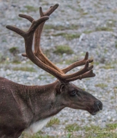 morgendliches Fotoshooting mit den Caribous