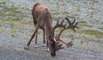 morgendliches Fotoshooting mit den Caribous