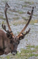 morgendliches Fotoshooting mit den Caribous