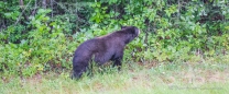 und noch ein Bär in den Beeren...