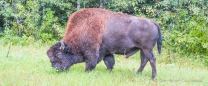 und tatsächlich nicht nur auf den Schildern, sondern auch in Echt ... der erste Bison auf dem Alaska Highway