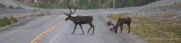 Zwei Caribous beim Frühstück