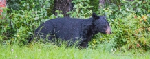 Die Schwarzbären finden wir einfach beeindruckend