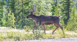 Gegenverkehr - ein Caribou