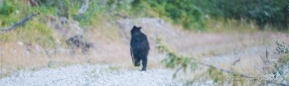 ... dann doch lieber schnell in den Wald ... und Tschüß!!!