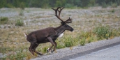 morgendliches Fotoshooting mit den Caribous