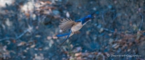 Scrub jay - Buschhäher