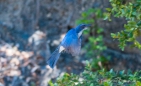 Scrub jay - Buschhäher