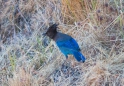 Blue Jay - Blauhäher