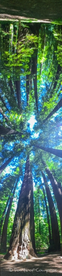 Redwoods - Mammutbäume