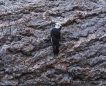 White-headed Woodpecker - Weißkopfspecht