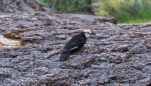 White-headed Woodpecker - Weißkopfspecht