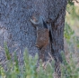cool, wie das Eichhörnchen am Baum "klebt"