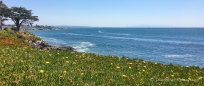 Blumenmeer & Ozean in Santa Cruz