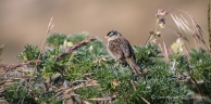 White-crowned Sparrow - Dachs-Ammer