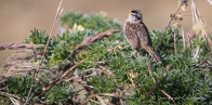 der White-crowned Sparrow (Dachs-Ammer) singt was das Zeug hält...
