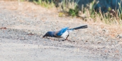 Scrub jay - Buschhäher