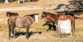 wer seid denn Ihr... scheint sich das Pferd zu fragen ;)