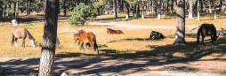 morgendlicher Besuch einer Pferdeherde