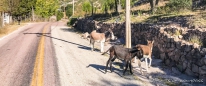 Eine Eselgruppe überquert die Straße...