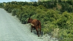 Roadbblock?!?!... gerade rechtzeitig verlässt die Kuh die Straße... ;)