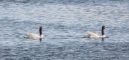Black-necked Swans - Schwarzhalsschwäne - Cisne de cuello negro