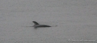 Die Delfine sind deutlich näher am Ufer