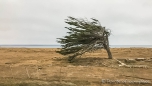 auch an den wenigen Bäumen hier sieht man wie der Wind weht...